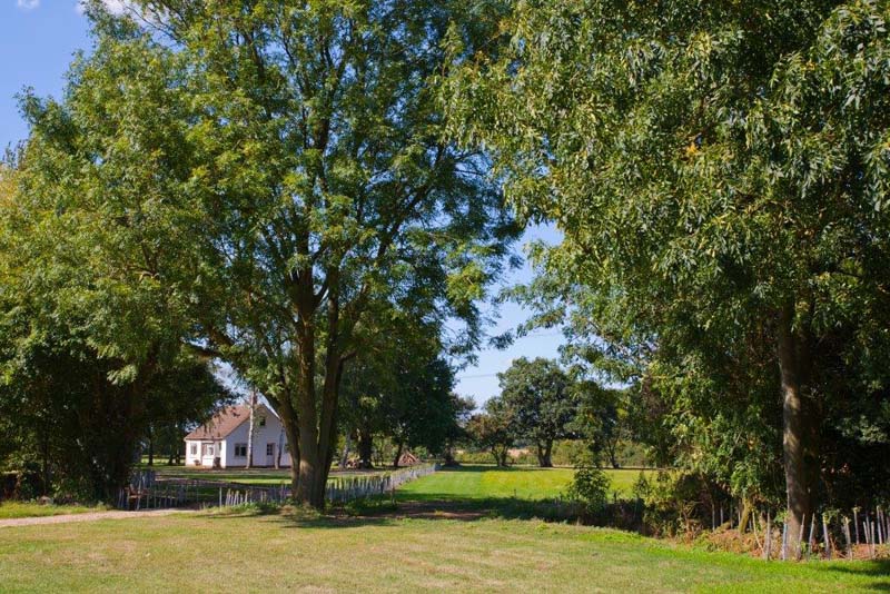 Ponds Cottage among the trees, seen across the grass