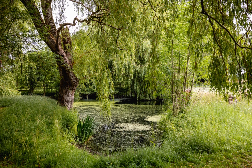 The pond